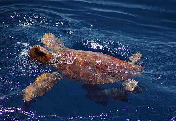 Loggerhead turtle